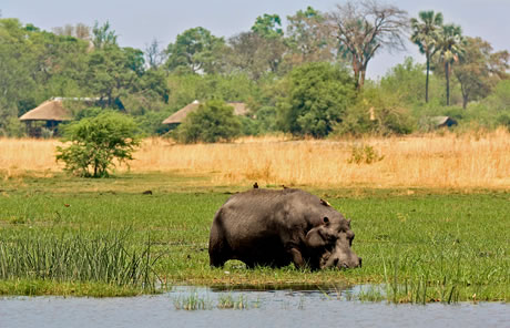 HIPPO GRAZING : BOTSWANA