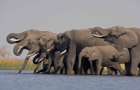 ELEPHANTS COMING TO DRINK : BOTSWANA
