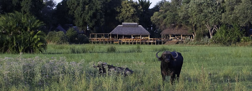 MOMBO CAMP : BOTSWANA