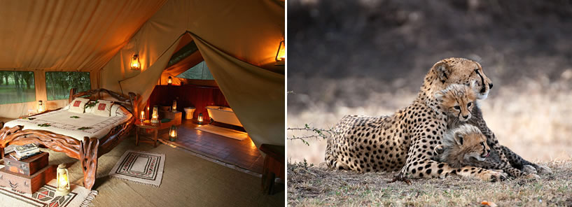 GOVERNORS CAMP : KENYA GOVERNORS CAMP : KENYA