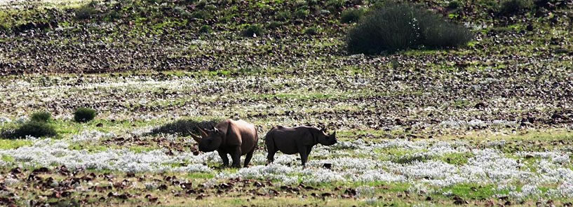 ETENDEKA MOUNTAIN CAMP : NAMIBIA ETENDEKA MOUNTAIN CAMP : NAMIBIA