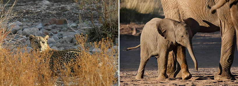 ETENDEKA MOUNTAIN CAMP : NAMIBIA ETENDEKA MOUNTAIN CAMP : NAMIBIA