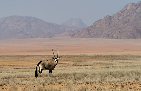ORYX : NAMIBIA