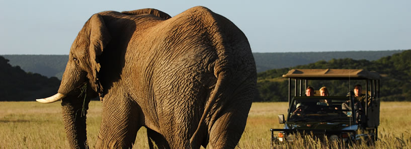 SHAMWARI GAME RESERVE : SOUTH AFRICA SHAMWARI GAME RESERVE : SOUTH AFRICA