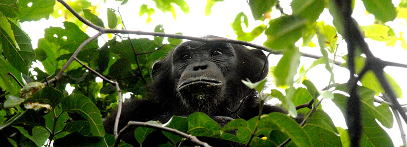 GREYSTOKE MAHALE : TANZANIA GREYSTOKE MAHALE : TANZANIA