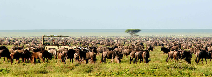 SERENGETI SAFARI CAMP : TANZANIA