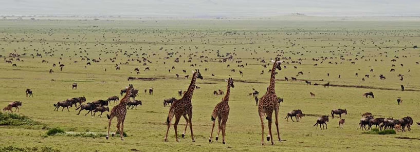 SERENGETI SAFARI CAMP : TANZANIA